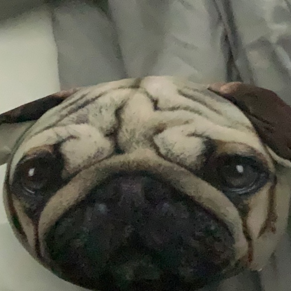 Pug pillow.